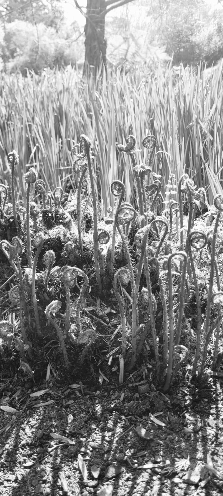 a group of ferns unfurling
