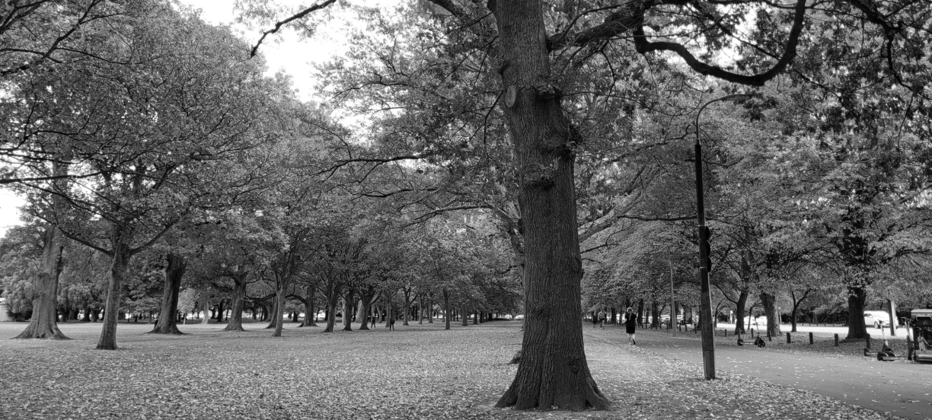 a black and white photo of an autumn park with a trail running through it