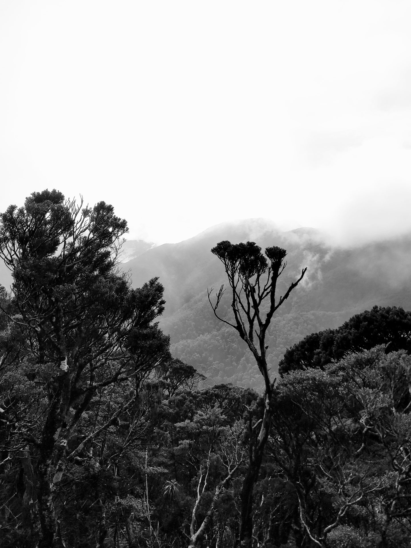 mountain scene with trees and low cloud